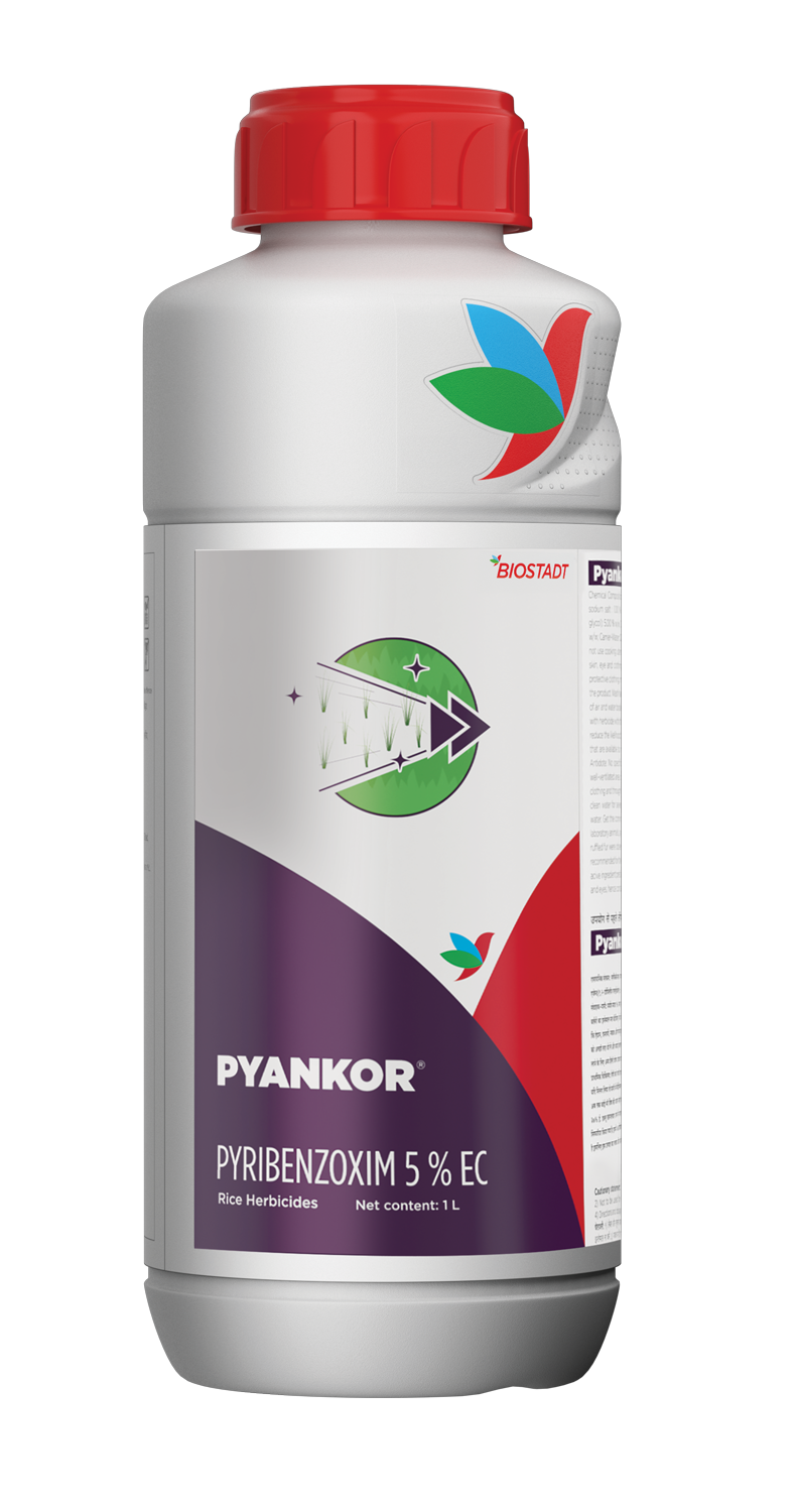Pyankor