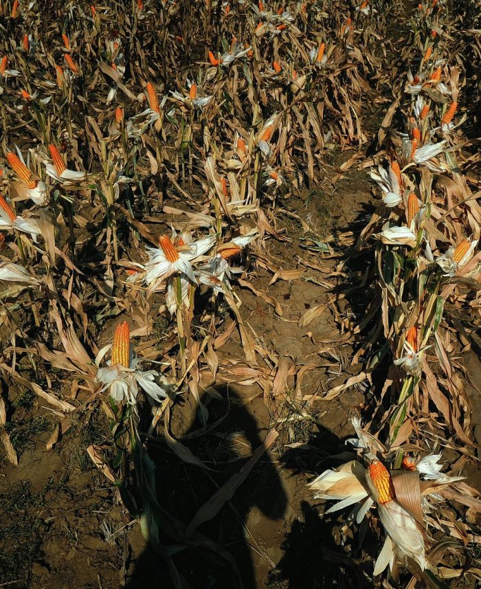 shadow-person-corn-field (1)